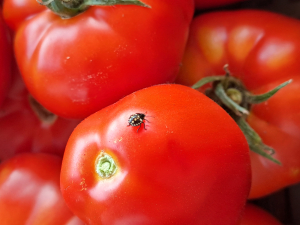 Poloskák elleni védekezés kiskerti körülmények között