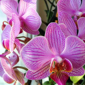 Virágozhat az orchideánk?