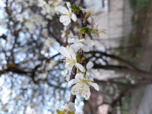 Mi ellen kell védekezni szilva sziromhulláskor?