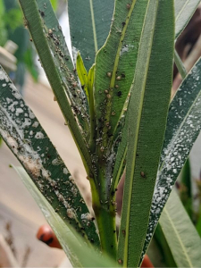 Biológiai növényvédelem esetén nem lehet permetezni???