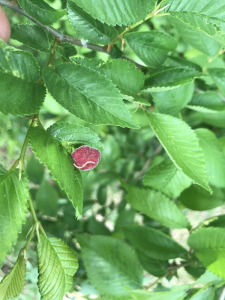 Foltok, pettyek, dudorok: a lombhullató kerti növényeken károsító gubacsatkák