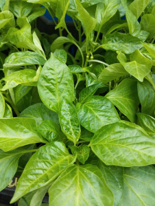 Palánták kiültetése: hogyan készítsük fel talajunkat