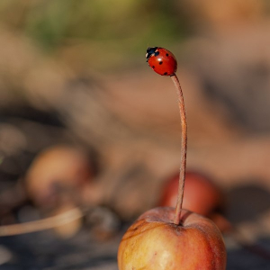 Természetes ellenségek a kertben – környezetbarát növényvédelem