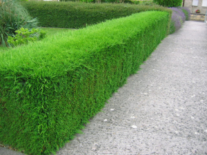 Telepítsünk sövényt