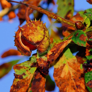 Miért veszíti el a lombkoronáját ilyen hamar a gesztenyefa?