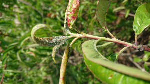 Levéltetvek elleni védekezés