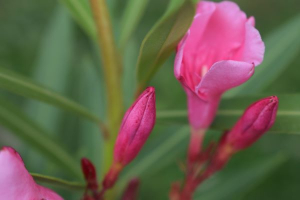 Mediterrán hangulatú kert éke a leander