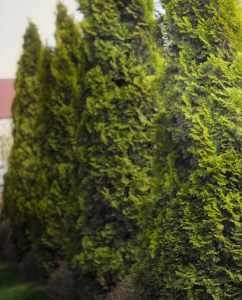 Tuja barnulás - „Örökzöld” téma