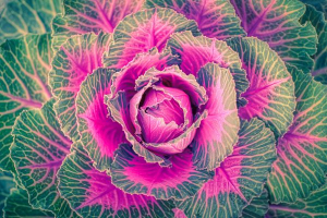 Novemberi teendők kiskertünkben