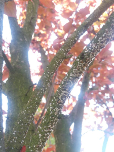 Pajzstetvek a kiskertben – felismerés és védekezés