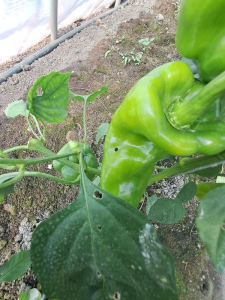 Paprika növényvédelme a nyár végi időszakban