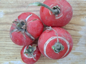 A paradicsom bogyórepedésének okai