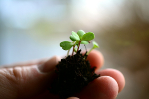 A házi palántanevelés kihívásai