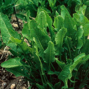 Régimódi gyökérzöldségek: a torma és a feketegyökér kiskerti termesztése