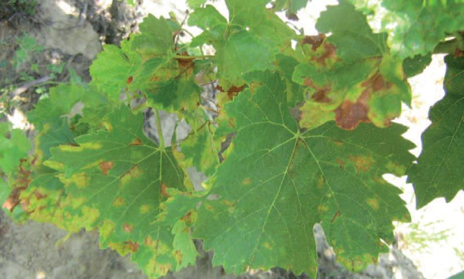 Szőlőperonoszpóra