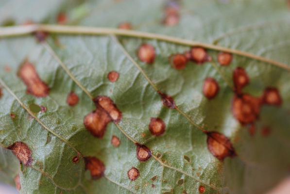 Szilva levéllyukacsosodás