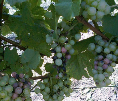 Szőlő feketerothadás