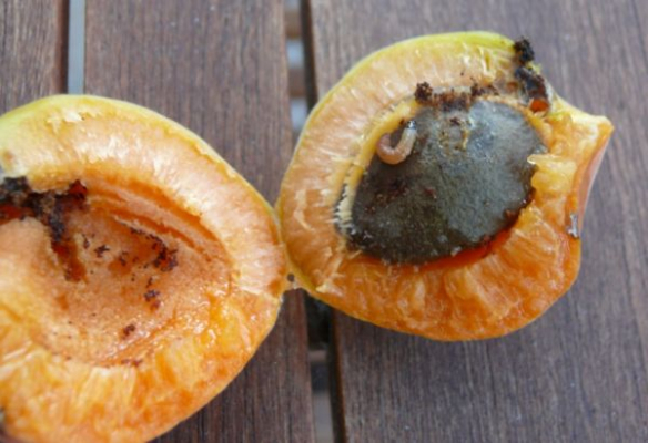 Keleti gyümölcsmoly