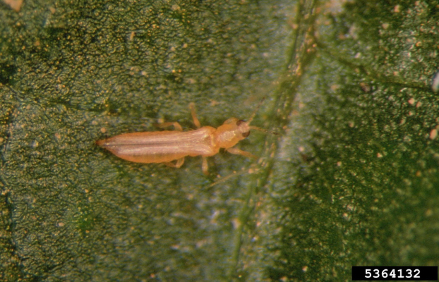 Nyugati virágtripsz