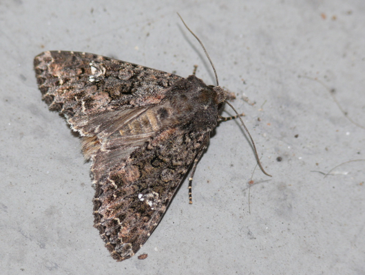 Káposzta-bagolylepke