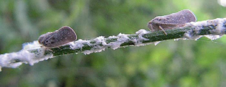 Amerikai lepkekabóca