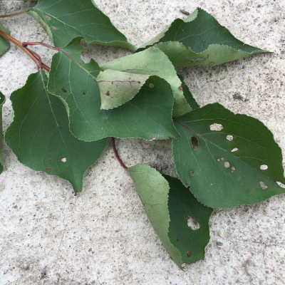 Levéllyukacsosodás