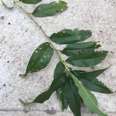 Levéllyukacsosodás