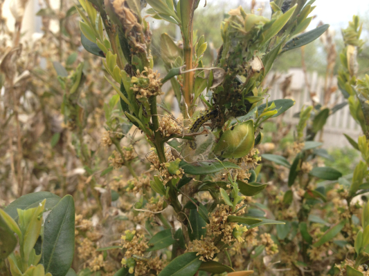 Selyemfényű puszpángmoly (Cydalima perspectalis)