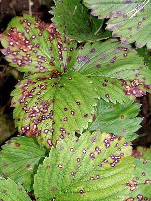 Mikoszferellás levélfoltosság