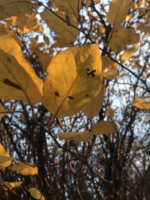 Birs diplokarponos levélfoltossága