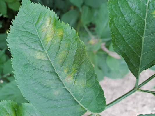 Kétfoltos takácsatka