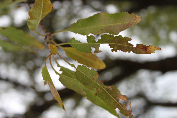 Mandula sztigminás levéllyukacsosodása (Stigmina carpophyla)