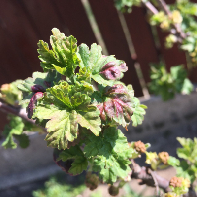 Levélpirosító ribiszke-levéltetű