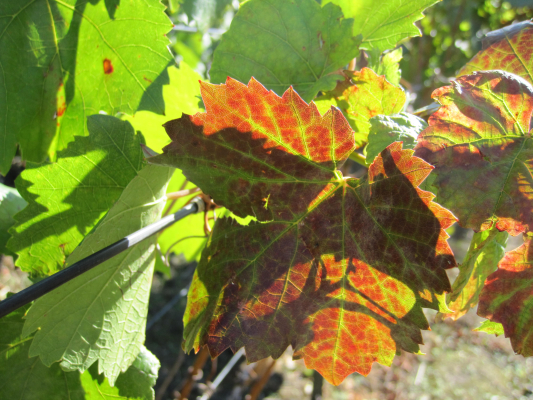 Szőlő foszforhiány