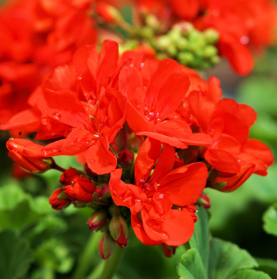 Virágzás serkentése